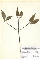 藏品(青剛櫟)的圖片